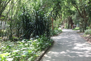 林间幽静小道绿植环绕