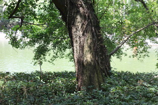 粗壮古树下的繁茂绿植