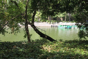 湖畔绿荫景致