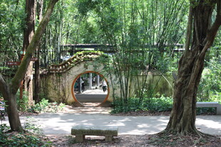 林间幽径静谧自然景致