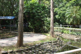 林间静谧小道与自然景致