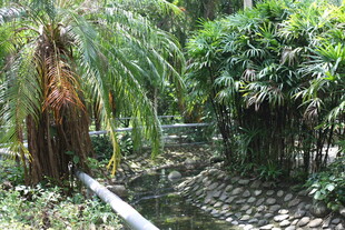 林间小径绿植环绕的清幽处