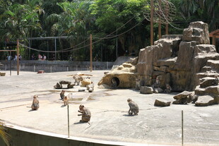 动物园中猴子活动场景