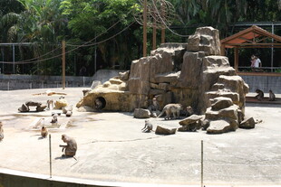 动物园内的狮群栖息场景