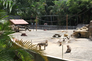 动物园中休憩的多种动物