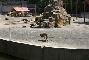 动物园中猴子与假山场景