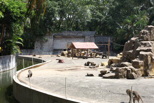 动物园内猴子活动场景