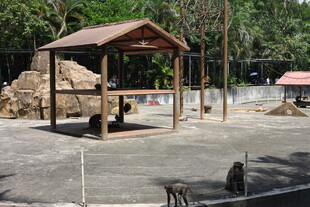 户外木质凉亭及周边景观