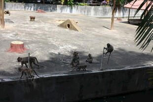 户外动物活动场景