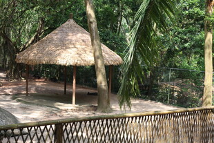 丛林中的茅草凉亭