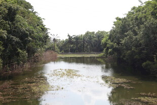 宁静河道两岸绿树成荫