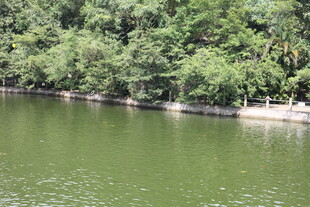 湖畔绿树环绕的静谧水域