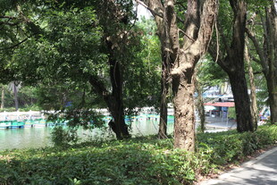 林荫小道旁的河畔景致