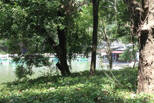 林间湖畔的静谧景致