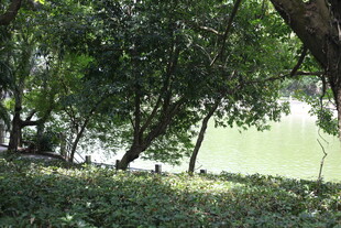 湖畔绿荫下的静谧景致