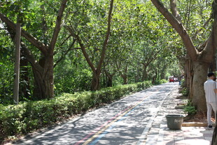 林荫小道静谧的自然景致