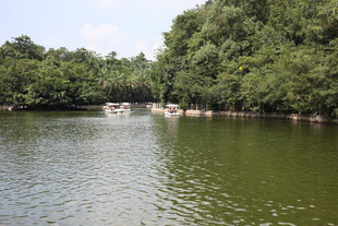 宁静湖畔绿树环绕的美景