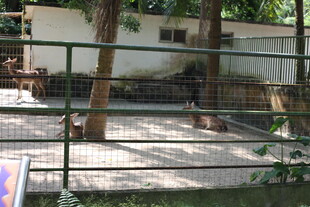 户外围栏内的动物活动区