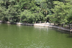 湖畔绿树环绕的宁静水域