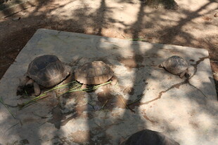 石板上的几只乌龟