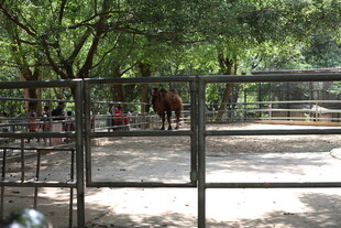 动物园围栏内的动物场景