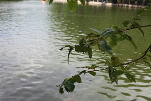 湖畔枝叶垂于碧波之上