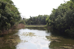 乡村小河两岸绿树环绕