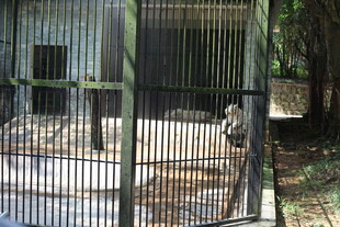 笼中动物身处围栏空间