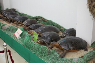 一排乌龟展示于架上