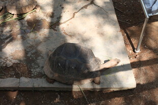 户外石板上的乌龟