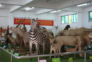 动物标本展示馆内景