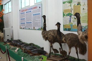 室内展示的几只鸸鹋模型