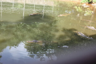 池塘中悠游的多彩鱼儿