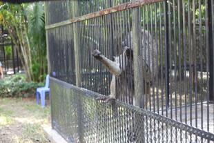 笼中猴子抓着围栏张望