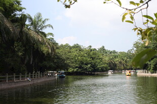 河畔绿树环绕的宁静水域