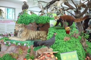 动物生态微景观展示