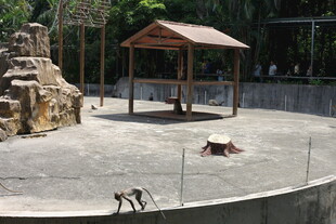 动物园猴区场景