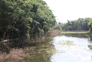 河边葱郁树林景观