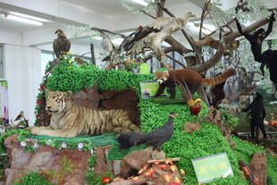 动物标本展示场景