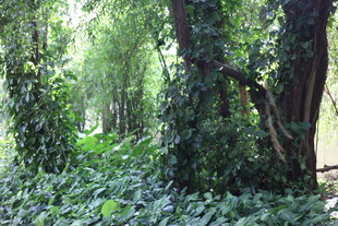 茂密丛林中的繁茂绿植