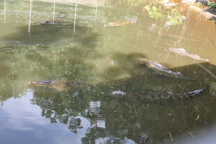 池塘中游动的多彩锦鲤