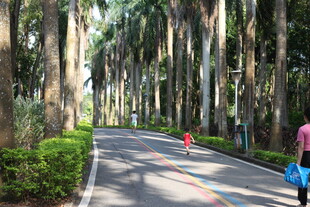 林荫道上的休闲漫步时刻