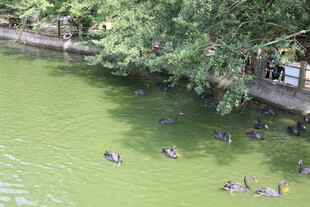 池塘中群鸭嬉戏