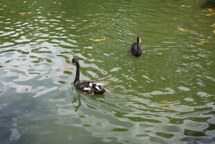 池塘中悠游的两只鸭子