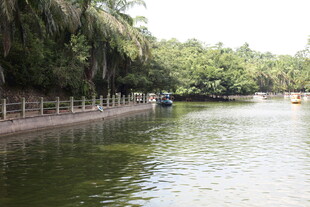 河畔绿荫下的宁静水域