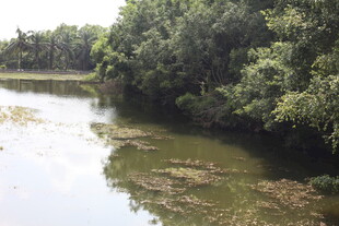 河边繁茂绿树与清澈河水