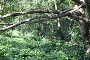 繁茂树林中的弯曲树枝