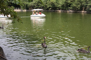 湖畔游船与戏水天鹅