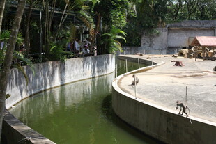 动物园内的水畔动物场景