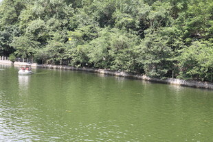 湖中小舟伴葱郁树林